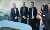 تولید یک میلیون و ۹۱۶ هزار قطعه لارو ماهیان خاویاری/ بچه‌ماهیان خاویاری برای بازسازی ذخایر خزر رهاسازی شدند
